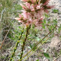 Sprengelia incarnata at Porters Creek, NSW - 7 Oct 2023