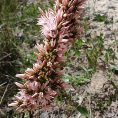 Sprengelia incarnata at Porters Creek, NSW - 7 Oct 2023