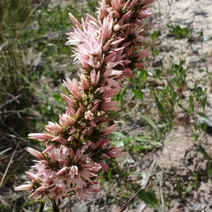 Sprengelia incarnata at Porters Creek, NSW - 7 Oct 2023