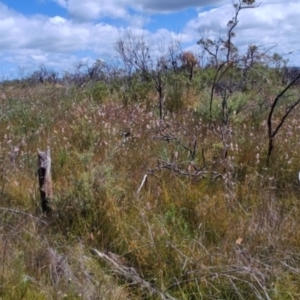 Sprengelia incarnata at Porters Creek, NSW - 7 Oct 2023