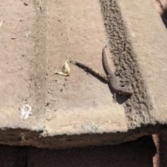 Christinus marmoratus (Southern Marbled Gecko) at Hackett, ACT - 7 Oct 2023 by WalterEgo