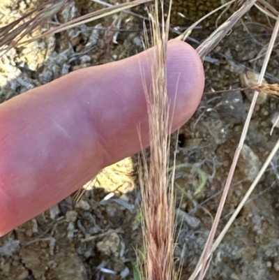 Austrostipa densiflora at Blowering, NSW - 7 Oct 2023 by lbradley