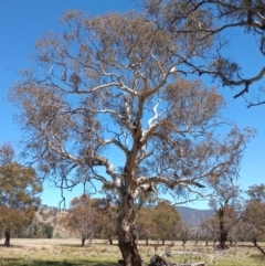 Eucalyptus melliodora (Yellow Box) at Lanyon - northern section A.C.T. - 7 Oct 2023 by michaelb