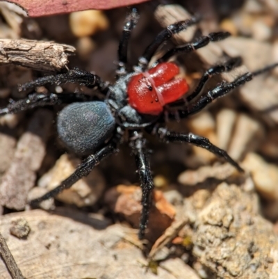 Missulena occatoria (Red-headed Mouse Spider) at Stromlo, ACT - 7 Oct 2023 by Miranda