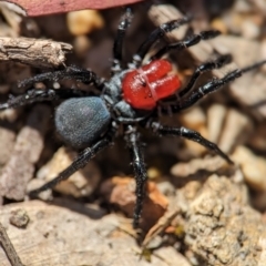 Missulena occatoria (Red-headed Mouse Spider) at Block 402 - 6 Oct 2023 by Miranda