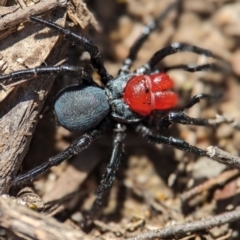 Missulena occatoria at Stromlo, ACT - 7 Oct 2023