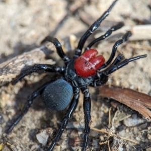 Missulena occatoria at Stromlo, ACT - 7 Oct 2023