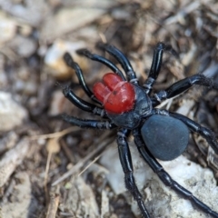 Missulena occatoria at Stromlo, ACT - 7 Oct 2023