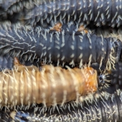 Perginae sp. (subfamily) at Stromlo, ACT - 7 Oct 2023