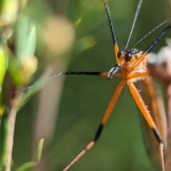 Harpobittacus australis (Hangingfly) at Block 402 - 7 Oct 2023 by Miranda