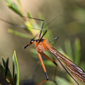 Harpobittacus australis at Denman Prospect, ACT - 7 Oct 2023