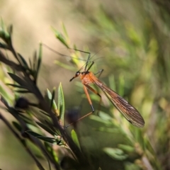 Harpobittacus australis at Denman Prospect, ACT - 7 Oct 2023 12:50 PM