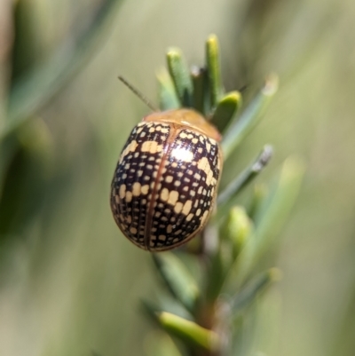 Paropsis pictipennis (Tea-tree button beetle) at Denman Prospect, ACT - 7 Oct 2023 by Miranda