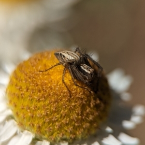 Oxyopes sp. (genus) at Holder, ACT - 7 Oct 2023