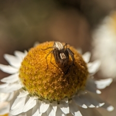 Oxyopes sp. (genus) at Holder, ACT - 7 Oct 2023