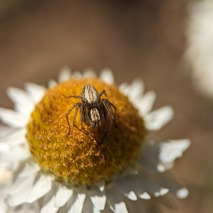 Oxyopes sp. (genus) at Holder, ACT - 7 Oct 2023