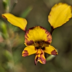 Diuris semilunulata (Late Leopard Orchid) at Block 402 - 6 Oct 2023 by Miranda