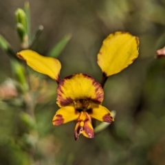 Diuris semilunulata at Stromlo, ACT - suppressed