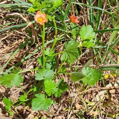 Modiola caroliniana (Red-flowered Mallow) at Belconnen, ACT - 7 Oct 2023 by LPadg