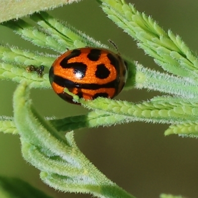 Peltoschema oceanica (Oceanica leaf beetle) at West Wodonga, VIC - 7 Oct 2023 by KylieWaldon