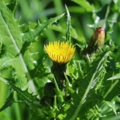 Sonchus asper (Prickly Sowthistle) at Felltimber Creek NCR - 7 Oct 2023 by KylieWaldon