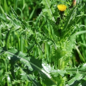 Sonchus asper at West Wodonga, VIC - 7 Oct 2023 09:12 AM