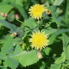 Sonchus oleraceus (Annual Sowthistle) at West Wodonga, VIC - 7 Oct 2023 by KylieWaldon