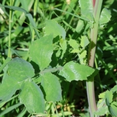 Sonchus oleraceus at West Wodonga, VIC - 7 Oct 2023