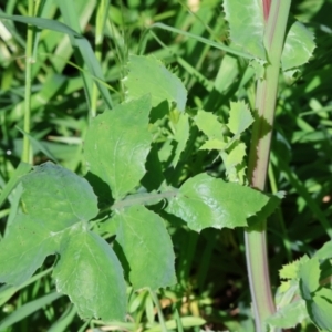 Sonchus oleraceus at West Wodonga, VIC - 7 Oct 2023 09:12 AM