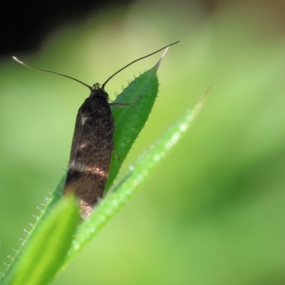 Leistomorpha brontoscopa (A concealer moth) at West Wodonga, VIC - 7 Oct 2023 by KylieWaldon