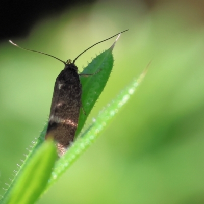 Unidentified Concealer moth (Oecophoridae) at West Wodonga, VIC - 6 Oct 2023 by KylieWaldon