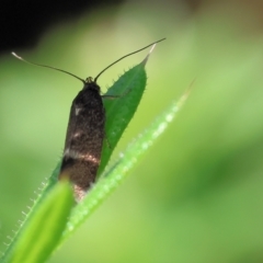 Unidentified Concealer moth (Oecophoridae) at Wodonga - 6 Oct 2023 by KylieWaldon