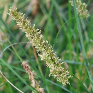 Carex appressa at West Wodonga, VIC - 7 Oct 2023 09:13 AM