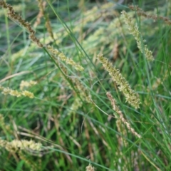Carex appressa at West Wodonga, VIC - 7 Oct 2023