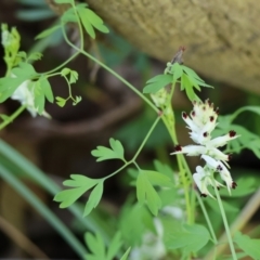 Fumaria capreolata (White Fumitory) at Wodonga - 6 Oct 2023 by KylieWaldon