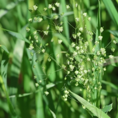 Briza minor (Shivery Grass) at Felltimber Creek NCR - 6 Oct 2023 by KylieWaldon