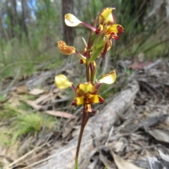 Diuris pardina (Leopard Doubletail) at Block 402 - 5 Oct 2023 by TonyWillis