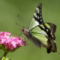 Graphium macleayanum (Macleay's Swallowtail) at ANBG - 7 Oct 2023 by patrickcox