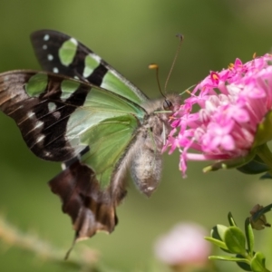 Graphium macleayanum at Acton, ACT - 7 Oct 2023 11:00 AM