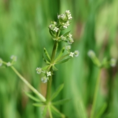 Galium aparine (Goosegrass, Cleavers) at Wodonga - 6 Oct 2023 by KylieWaldon