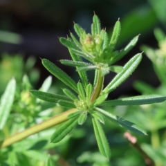 Galium aparine at West Wodonga, VIC - 7 Oct 2023 09:16 AM