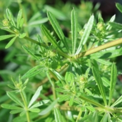 Galium aparine at West Wodonga, VIC - 7 Oct 2023 09:16 AM