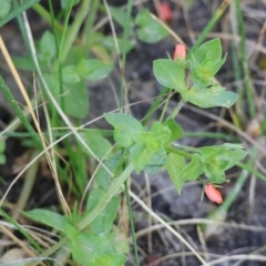 Lysimachia arvensis (Scarlet Pimpernel) at West Wodonga, VIC - 6 Oct 2023 by KylieWaldon