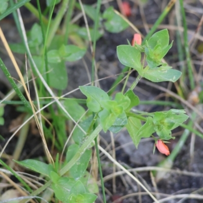 Lysimachia arvensis (Scarlet Pimpernel) at Wodonga - 6 Oct 2023 by KylieWaldon