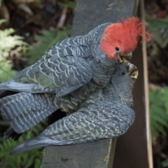 Callocephalon fimbriatum (Gang-gang Cockatoo) at Acton, ACT - 7 Oct 2023 by patrickcox