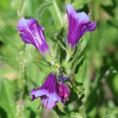 Echium plantagineum at West Wodonga, VIC - 7 Oct 2023 09:18 AM