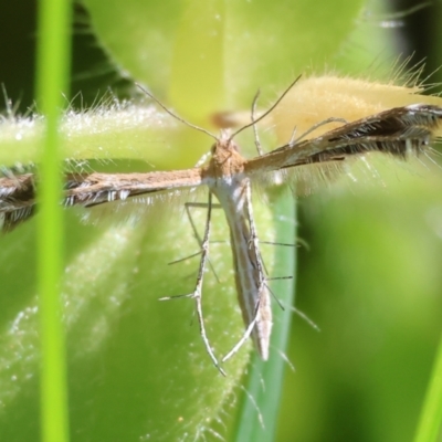 Pterophoridae (family) at West Wodonga, VIC - 6 Oct 2023 by KylieWaldon