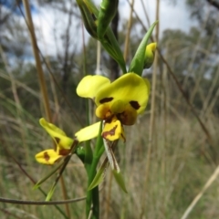 Diuris sulphurea (Tiger Orchid) at Denman Prospect, ACT - 5 Oct 2023 by TonyWillis