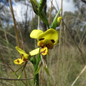 Diuris sulphurea at Denman Prospect, ACT - 6 Oct 2023