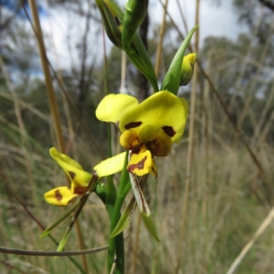 Diuris sulphurea (Tiger Orchid) at Denman Prospect, ACT - 6 Oct 2023 by TonyWillis